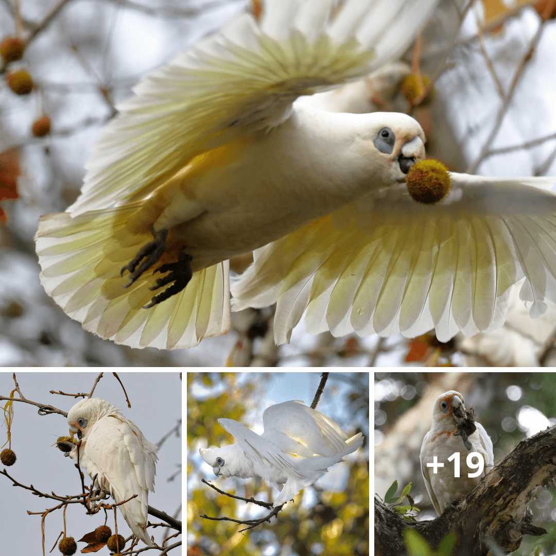 Unveiling the Allure of a Snow-White Avian Virtuoso: Awe-Inspiring Acrobatics and Clever Mimicry