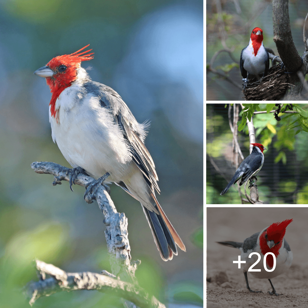 An array of whistles and chirps come together to form the beautiful and musical song of the red-crested cardinal