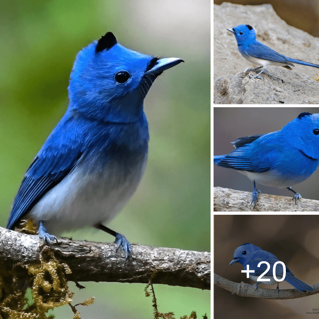 Bird enthusiasts and academics are equally captivated by the tiny passerine bird known as the black-naped monarch