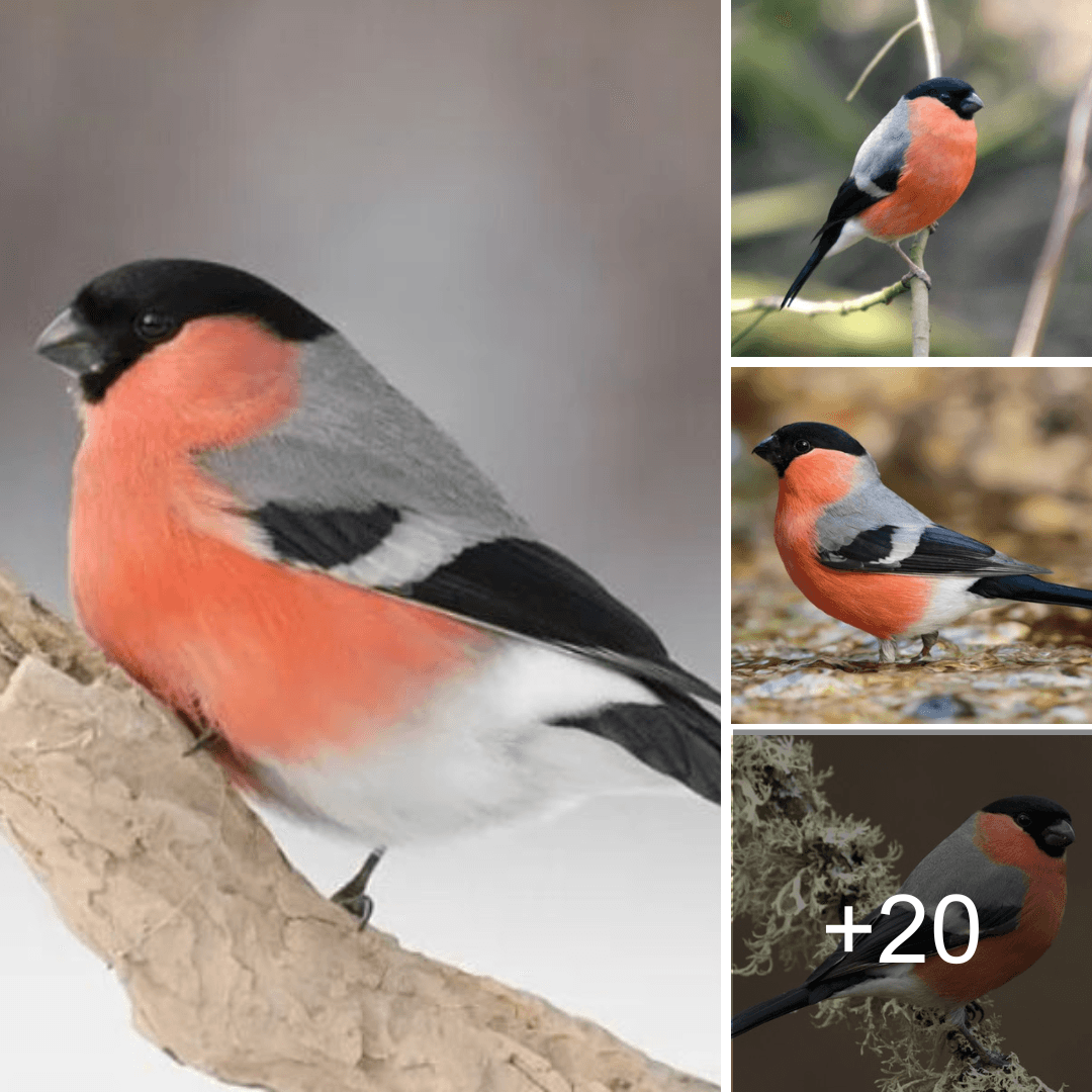 One lovely bird that calls Europe and some areas of Asia home is the Eurasian Bullfinch