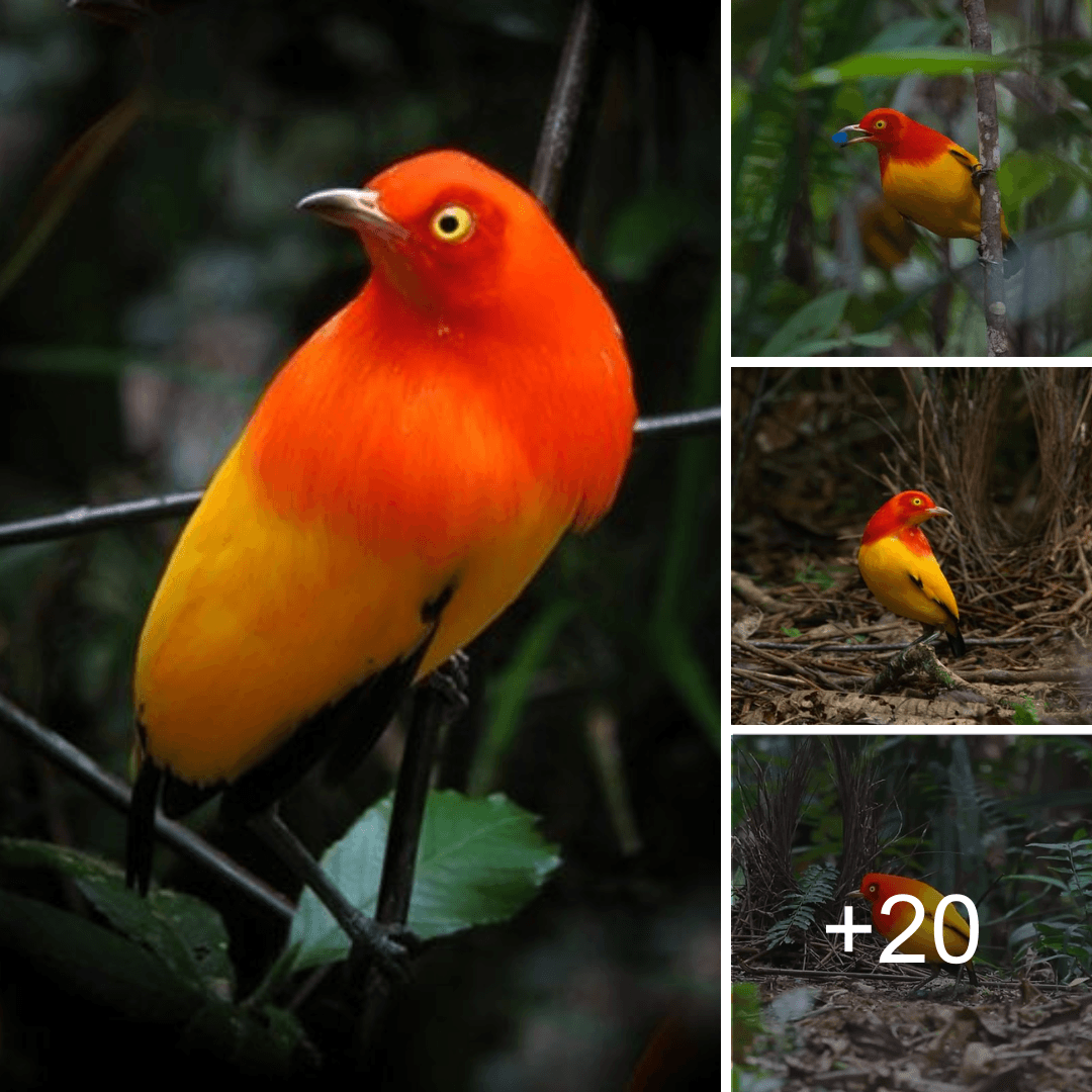Sunset Symphony: Seeing the Flame Bowerbird in a Masterwork of Vibrant Colors in Nature