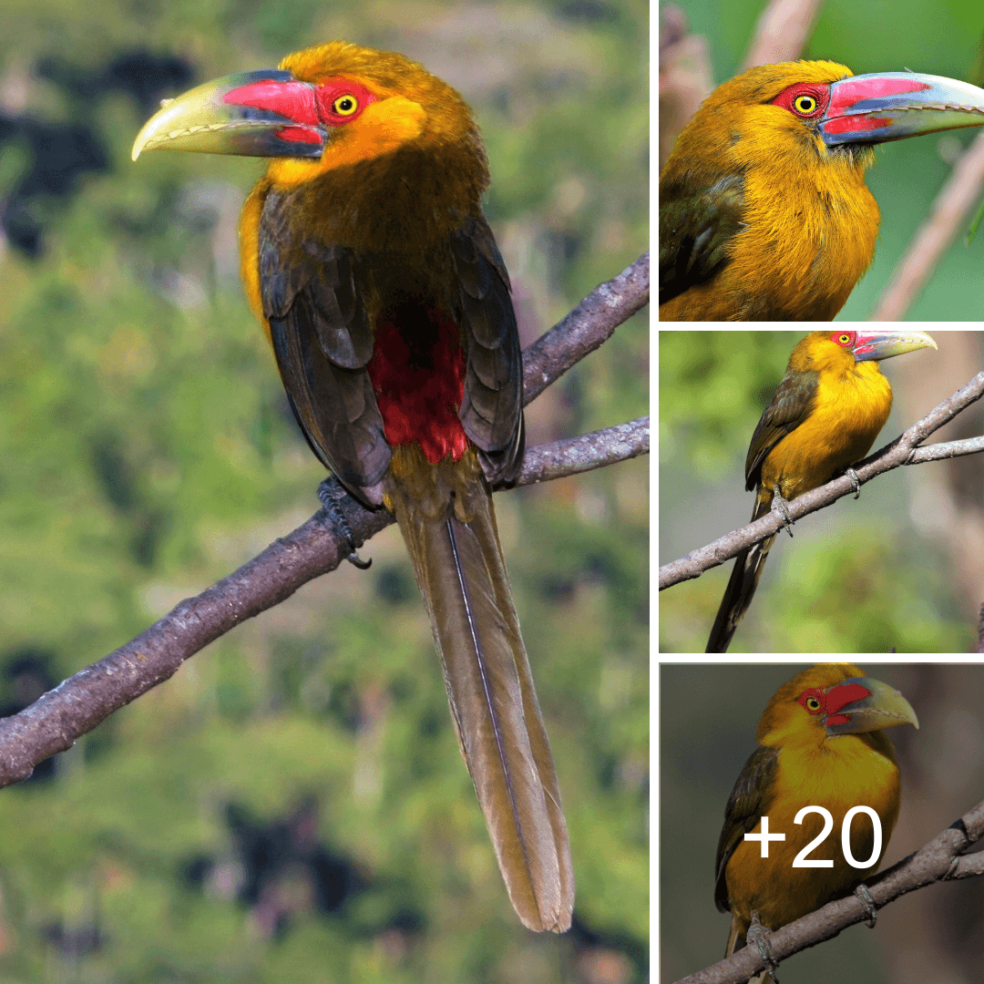 The Saffron Toucanet, scientifically known as Pteroglossus bailloni, is endemic to the southern region of Bahia in Brazil
