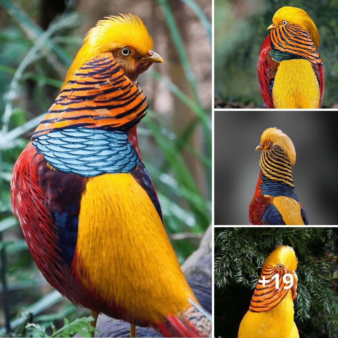 The Subtle Elegance of the Female Golden Pheasant: A Master of Discreet Beauty