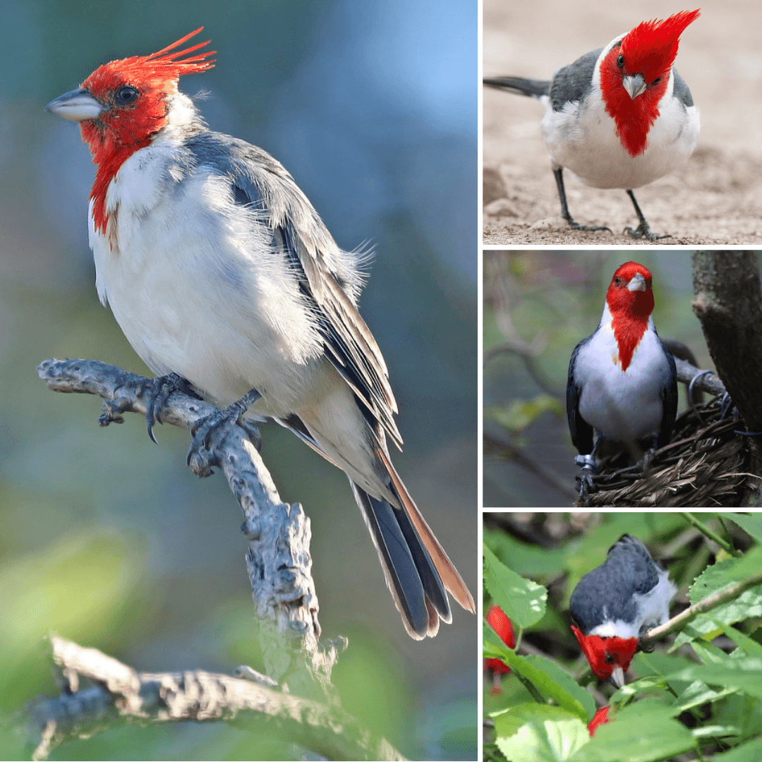Nature&#8217;s Melody: The Enchanting Song of the Red-Crested Cardinal