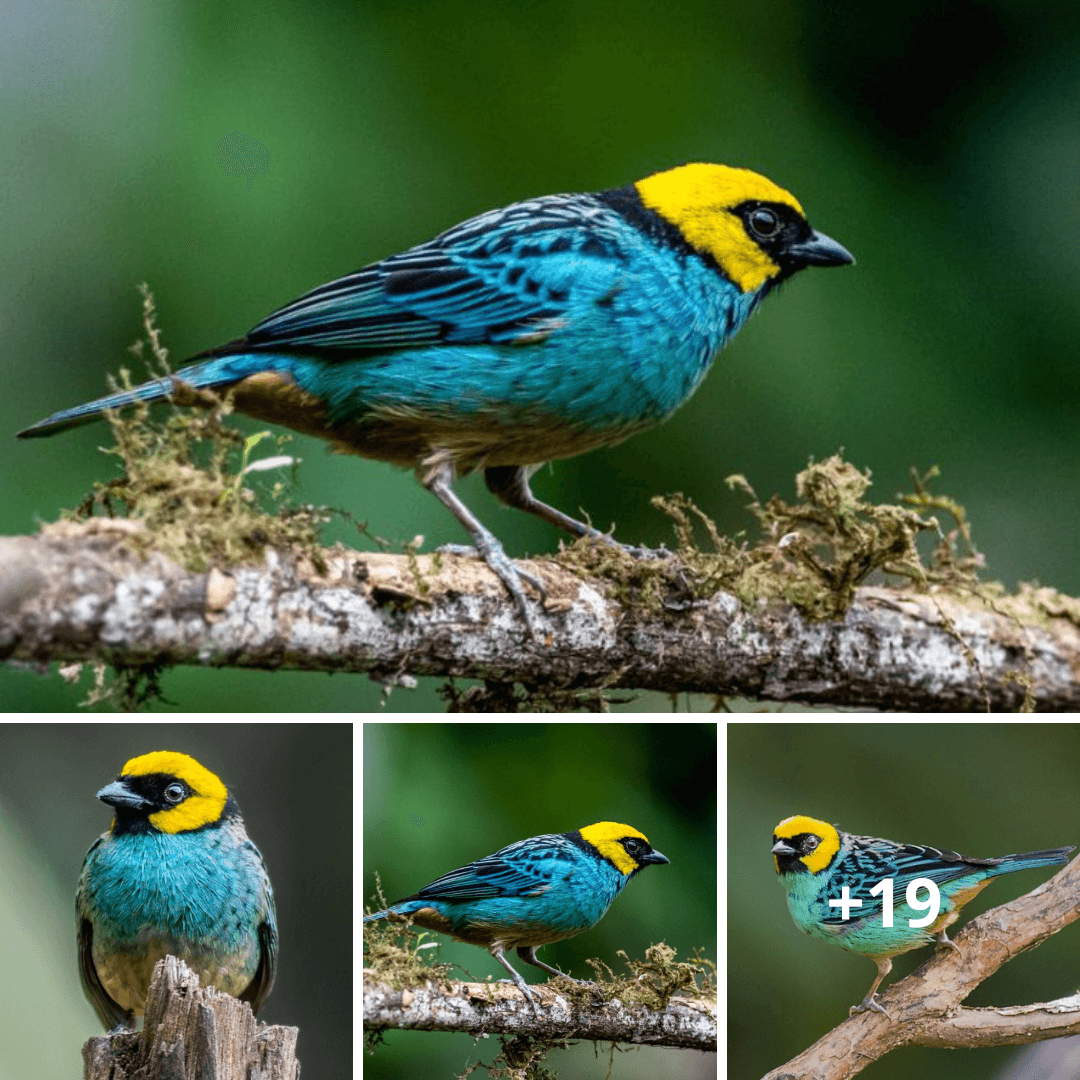 Exquisite Jewel of Nature: The Enchanting Beauty of the Saffron-Crowned Tanager